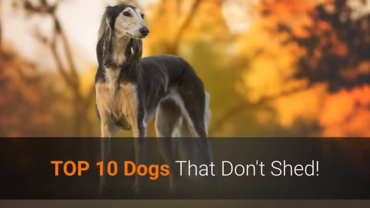 List Of Top 10 Dog Breeds That Don T Shed Youtube