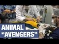 Animal Avengers: Vets Use 3D Printing To Save Animal Lives