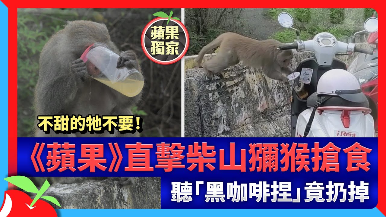 獨家｜不甜的牠不要！《蘋果》直擊柴山獼猴搶食　聽「黑咖啡捏」竟扔掉 | 台灣新聞 Taiwan 蘋果新聞網