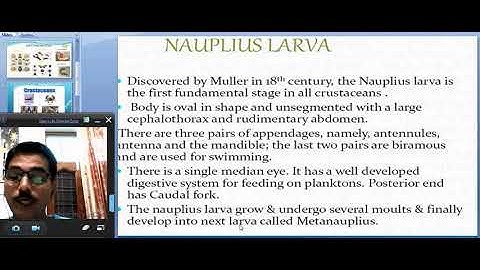 Larval forms of crustaceans 1