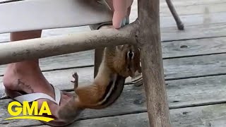 Woman untangles chipmunk and saves the day