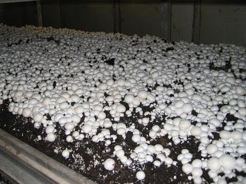 Выращивание грибов шампиньонов в домашних условиях