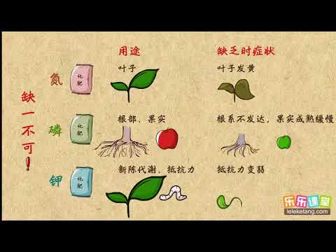 08常见化肥的种类和作用  盐 化肥  初中化学