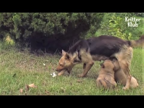 Trampa yakalanan köpek asla yiyor ama yavrularını beslemek için yiyecek atar (Bölüm 1)