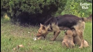 Dog Caught In Snare Trap Never Eats But Throws Up Food To Feed Her Puppies (Part 1) | Kritter Klub