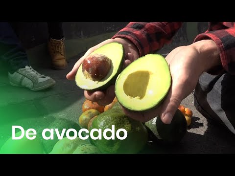 Video: Hoe worden avocado's geclassificeerd?