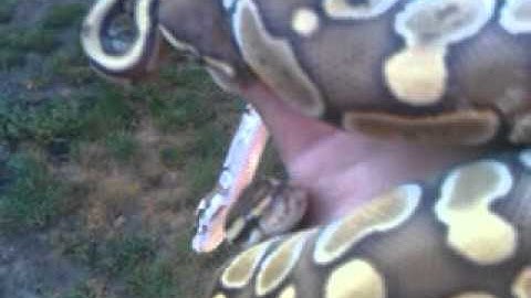 Lesser Platinum Ball Pythons