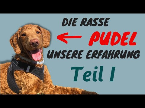 Pudel Rassecheck | So sind Pudel wirklich | Unsere Erfahrung nach 1 Jahr mit Pudel | Teil 1