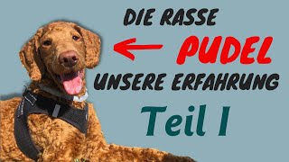 Pudel Rassecheck | So sind Pudel wirklich | Unsere Erfahrung nach 1 Jahr mit Pudel | Teil 1