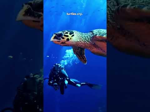 Why Turtles Cry