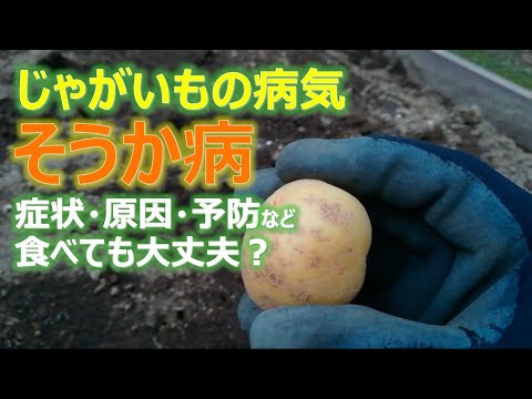 【家庭菜園】じゃがいもの病気「そうか病」ってこんな病気