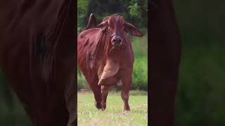 Download Lagu jay gaumata #shorts #ytshorts #cow #trending #cowvideos #gay wali videos MP3