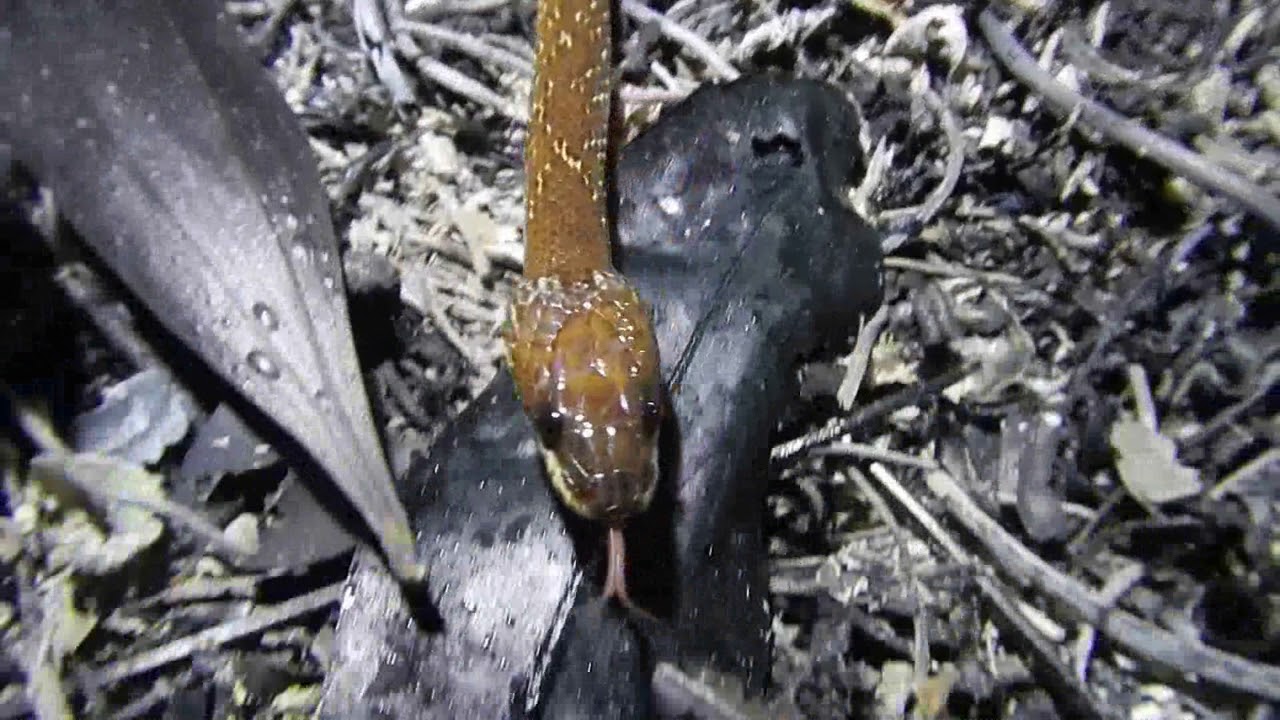 白環蛇 common wolf snake 01