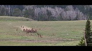 Elk herd being chased by Wolves #Elk #wolves