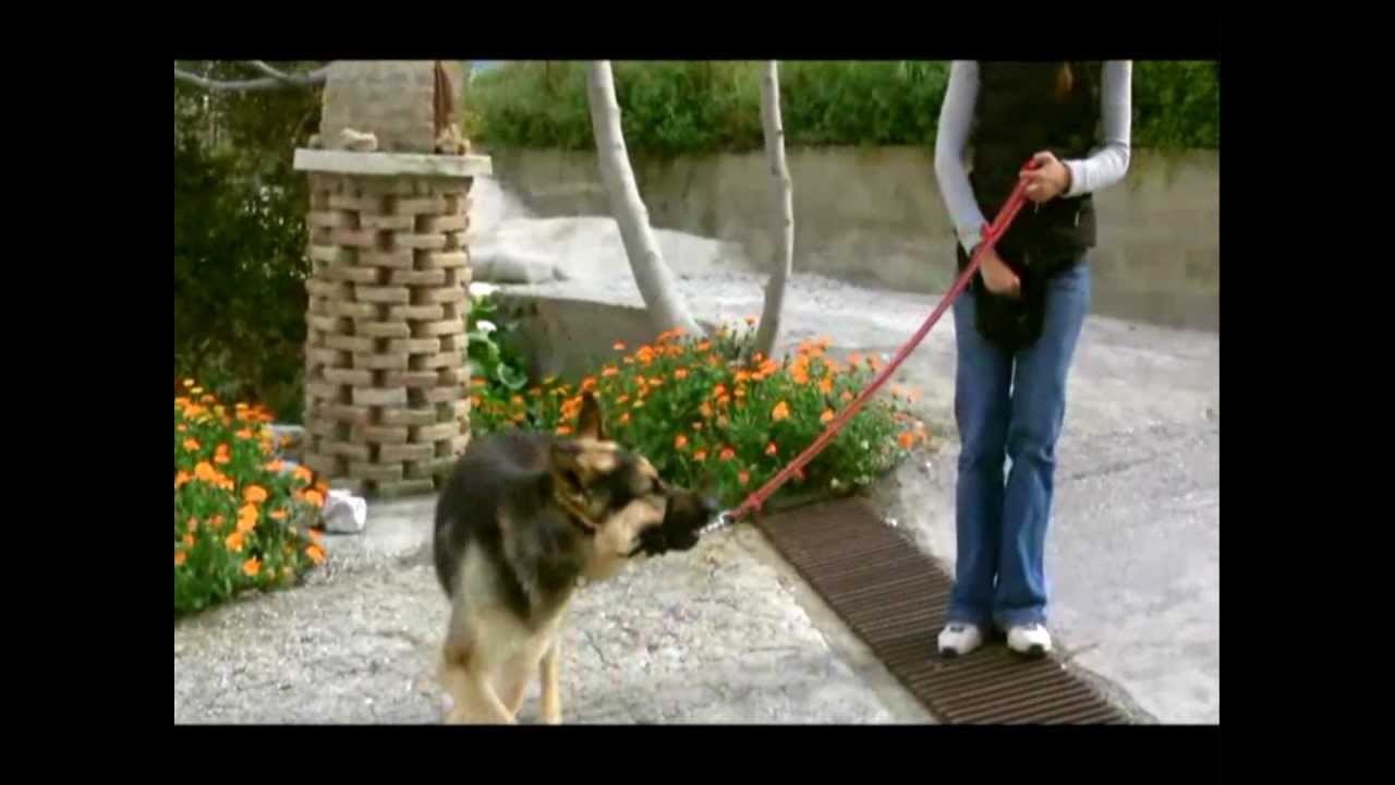 Θετική Εκπαίδευση Σκύλων Χανιά - Περπάτημα στο λουρί