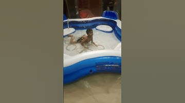 Thumbnail of new swimming pool  unboxing #music #song #love 🏊‍♂️