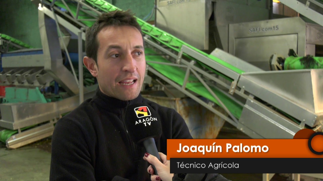 La recogida del olivo en Calanda - Territorio Vivo ATV