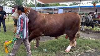 FIERCE DUEL OF JUMBO COWS CLASS P ZERO APPSI JEMBER CONTEST🔥‼️