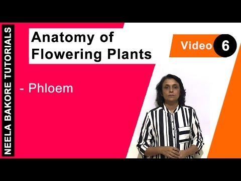 Anatomy of Flowering Plants - Phloem