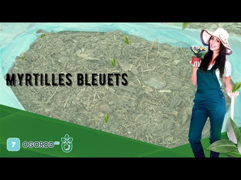 Vidéo: Myrtilles pour la zone 4 : Cultiver des myrtilles dans les jardins de la zone 4