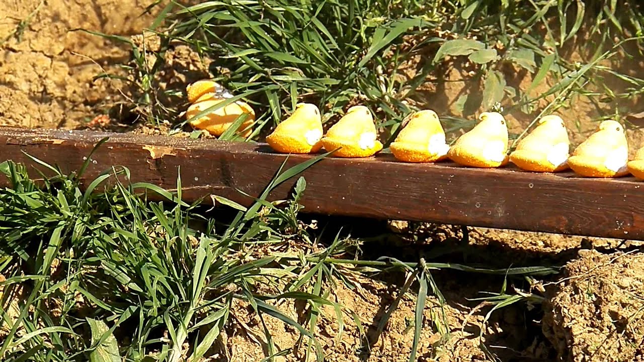 Peeps Exploding Peeps don't explode with a .22 - YouTube