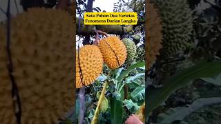 Satu Pohon 2 Jenis Durian⁉️ Ini Rahasia Petani Profesional‼️