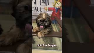 Discover Your Perfect Companion: Adopt a ShihPoo Puppy Today!