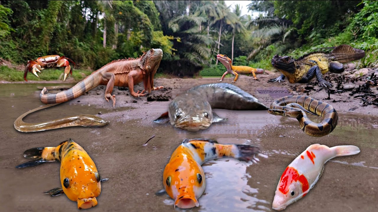 Wadidaw! Catching Snakehead Fish in The River, Snake, Iguana, Frog, Goldfish, Koi, Eels, Crab, Gecko