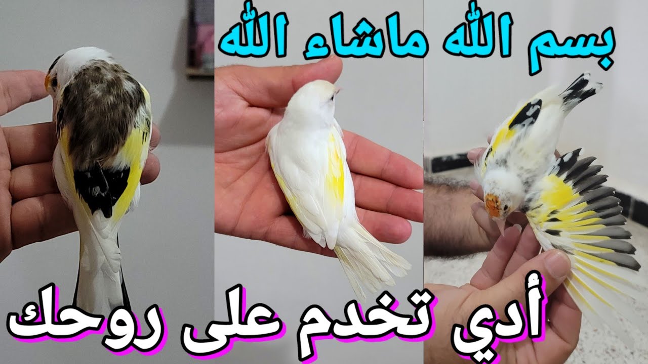 أخوكم ناصر يعرض عليكم مجموعة من طفرة المقنين للبيع : داخلين كامل للوجادة لي حاب يخدم / #birds #طيور 