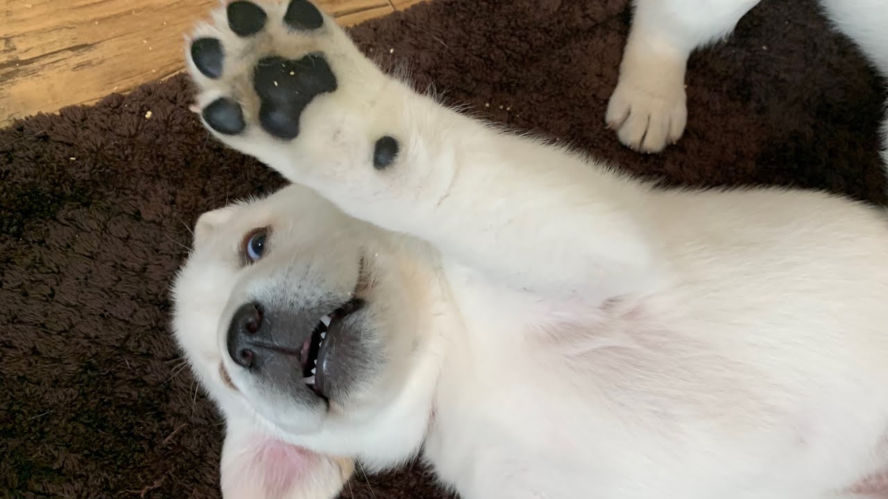 POTTY STOP! Adorable Labrador Puppies Learn to Use Litter Tray YouTube