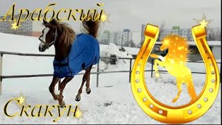 &quot;Арабский скакун&quot; . Резвится конь!