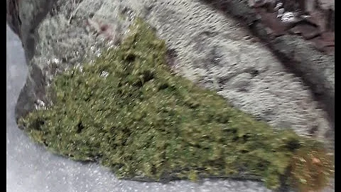 Quick Tip: Moss Paste