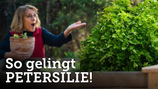 Tipps und Tricks - so habt ihr Erfolg mit der PETERSILIE! 🌱🌼