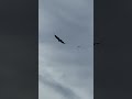 The langkawi eagle #langkawi