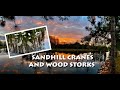 Sandhill Cranes and Wood Storks