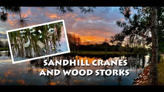 Sandhill Cranes and Wood Storks