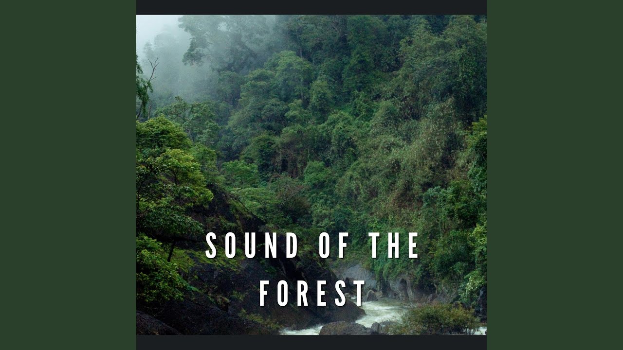 Guarda Chill Your Base (Forest Sound) su YouTube