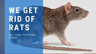 Rodent Exterminator near you * (949) 870-7378