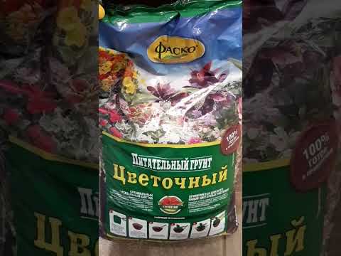 На каланхоэ тля.