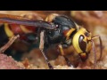 5 Insane Insects Found In The Wild! 5 Weird Animal Facts - Ep. 48