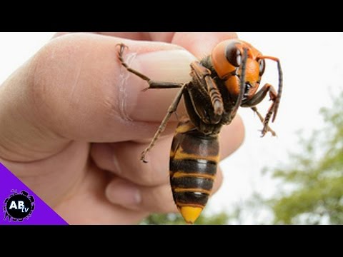 5 Insane Insects Found In The Wild! 5 Weird Animal Facts - Ep. 48