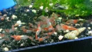 Rili Shrimp Yem Ziyafeti