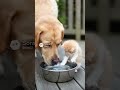 【Lab &amp; Kitty Life】 Kitty Batting Water While Lab Tries to Drink