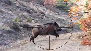 EXCITING WILD HOG HUNTS, AMAZING BOAR SHOTS, BEST SCENES #hunting #hog