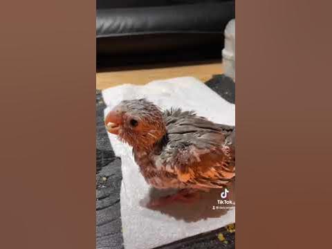 Baby bird (cockatiel) feeding - YouTube