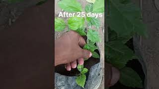 Hibiscus   odhahul cutting growing