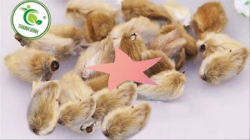 Tân di hoa | Điều trị viêm xoang bằng tân di hoa hiệu quả nhất | Thảo Dược Thanh Bình