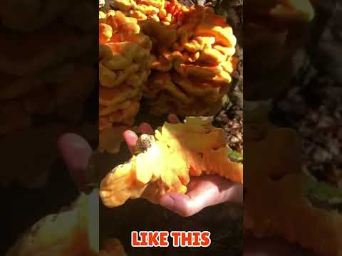Identifying and Cooking