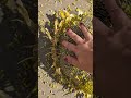 harvesting a giant sunflower for the birds 🌻