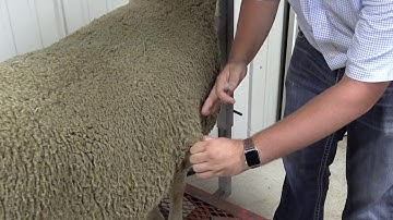 RSG Subcutaneous & Intramuscular Injections